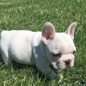 Top Quality French Bulldog Puppies Available