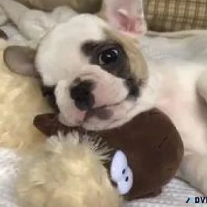 FRENCH BULLDOG PUPPIES