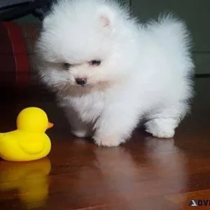 Beautiful Teacup Pomeranain Pups