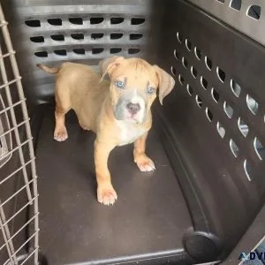 Pure Breed American Pit Bull Puppies