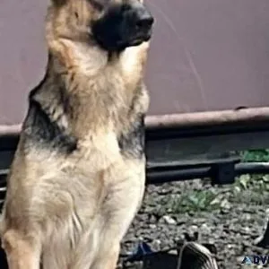 German Shepherd Pups