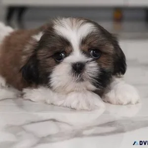 Quality Shih Tzu puppies