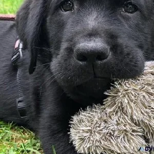 Home Trained Labrador Retriever Puppies