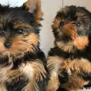 Beautiful Yorkshire Terrier puppies Available