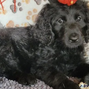 F1 Goldendoodles