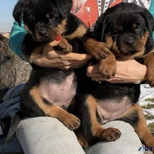 German Rottweiler puppies