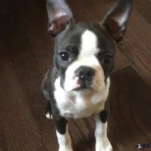 Boston Terrier Puppies Available for Adoption
