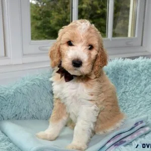 Toy Size Goldendoodles