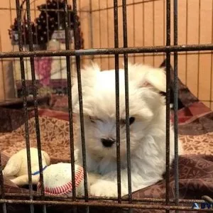 Priceless Pedigree Maltese Puppy Ready For Adoption