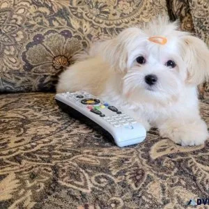 Stunning Morkie pups ready