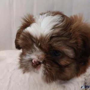 Shih-Tzu puppies AKC