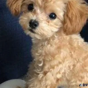 Toy Poodle Puppies