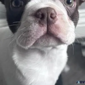 AKC Boston Terriers