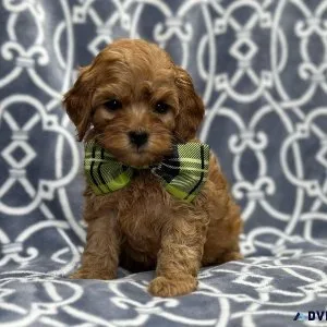 Toy Poodle puppies ready