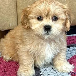Lhasa Apso puppies