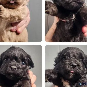 Shihpoo Puppies