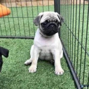 Lovely Pug for Pet Lovers