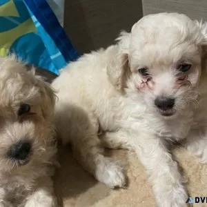 Poodles