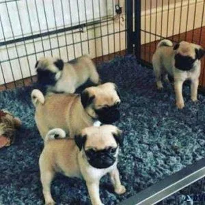Handsome Pug Puppies