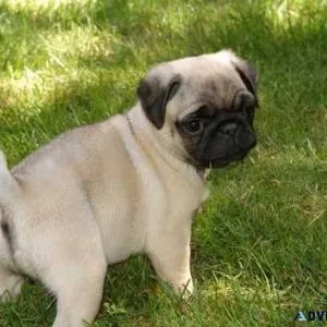 Stunning Pug AKC registered
