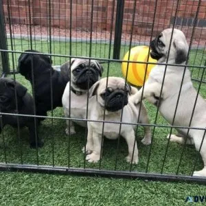 We have two beautiful Male and Female pug puppies