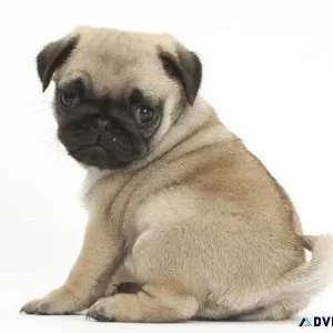 Healthy and adorable pug puppies available.