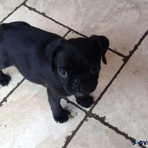 Excellent Pug Puppies