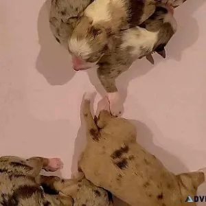 Mini Aussies  top quality