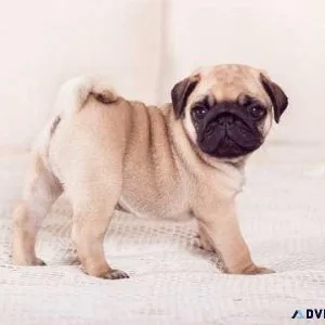 Two little Pug puppies for adoption