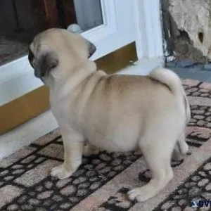 Quality Teacup pug for Adoption