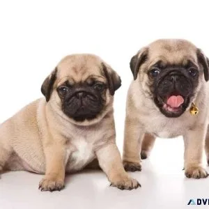 Great Pug Puppies for Sale