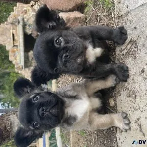 MALE FAWN FLUFFY FRENCH BULLDOG