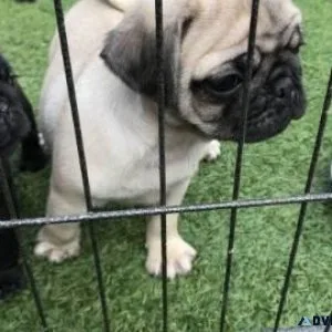 Marvelous pug puppies For Sale