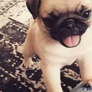 Fawn pug puppies for good homes very affectionate.