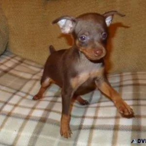 Magnificent Miniature Pinscher Puppies