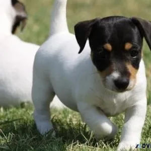 Very Intelligent Jack Russel Terrier Puppies