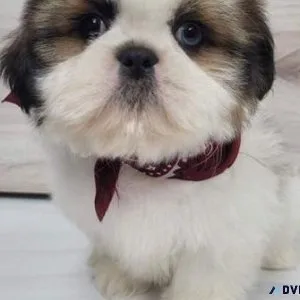 2 Male and 3 Female Shih Tzu puppy