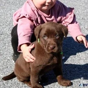 Well Trained Labrador Retriever Puppies