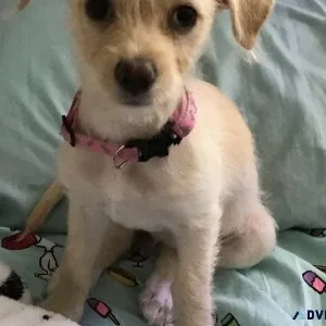 Terrier puppy