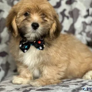 Healthy Lhasa Apso Puppies