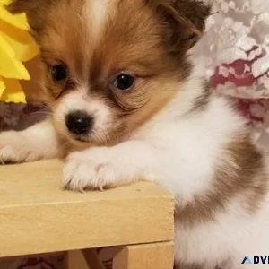 Lovely Maltipom puppies
