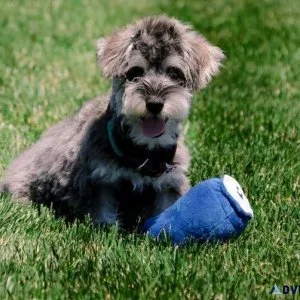 Stunning Schnoodle puppies ready