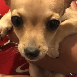 Chihuahua puppies