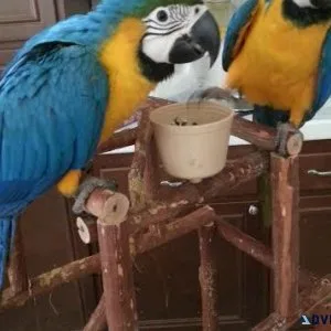 Blue and Gold Macaws For sale with Accessories