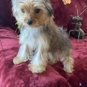 Yorkies