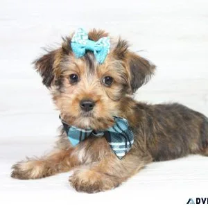 RARE Yorkie Puppies For Sale