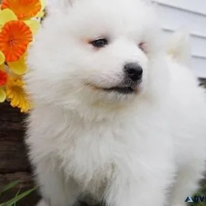 Healthy Samoyed puppies...