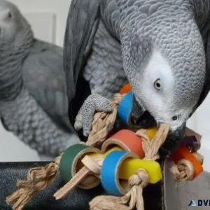 African Grey Parrots For sale with accessories.