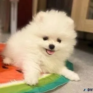 Beautiful Well bred pomeranian pups