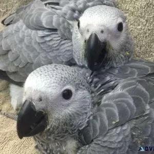 African Grey Congo Babies Available